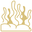 Kelp Forest Restoration