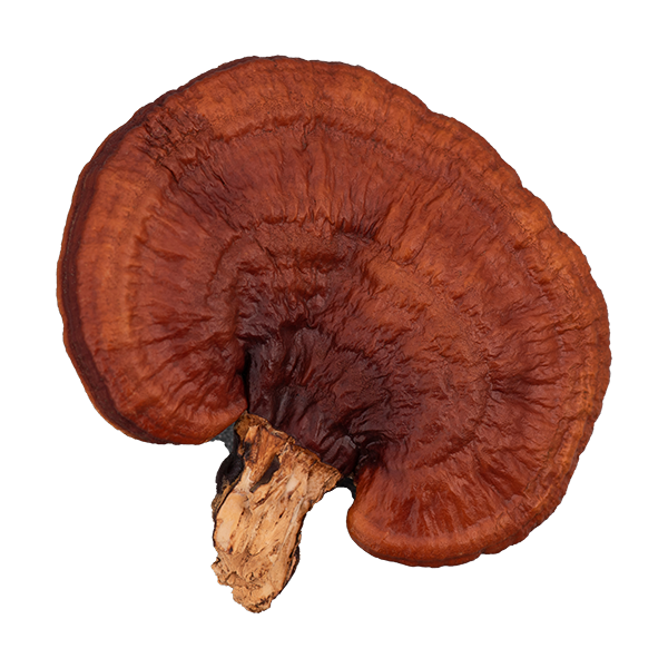 Reishi Mushroom