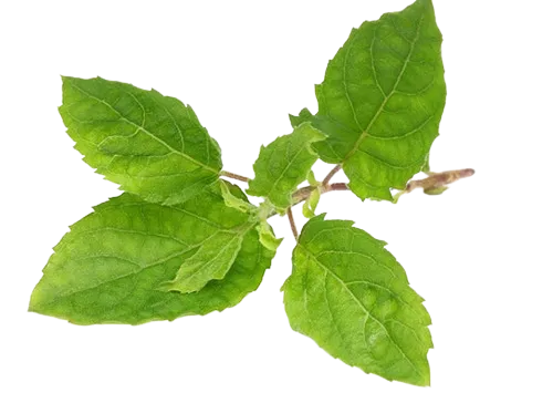 Tulsi